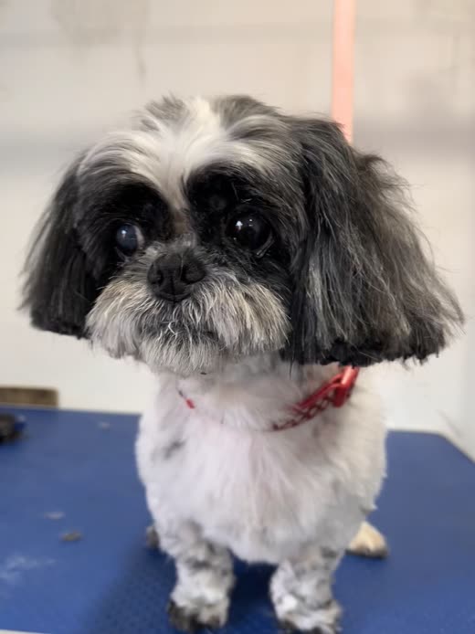 The small dog standing calmly on the grooming table after being handled